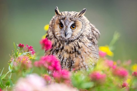 Long-eared owl (Asio otus), or lesser horned owl, sitting in middle of blossoming flowers, captive,