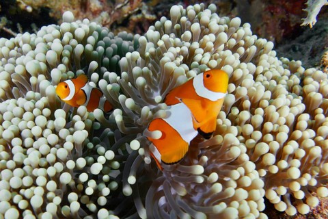 Two Ocellaris Clownfish (Amphiprion ocellaris) in a sea anemone, bright colours in the coral reef,