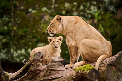 Asiatic lion (Panthera leo persica) female (mother) with her cub, captive