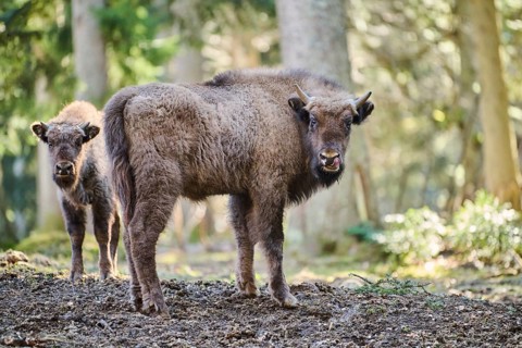 European bison (Bison bonasus) youngsters in a forest in spring, Bavarian Forest, Germany, Europe