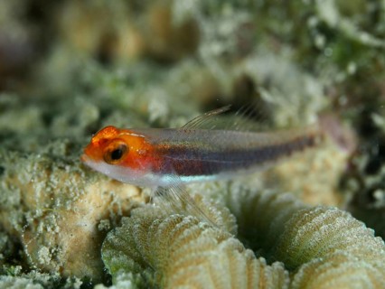 Red-headed dwarf goby (Eviota rubriceps) resting on a coral, dive site Gondol Bay, Gondol, Bali,