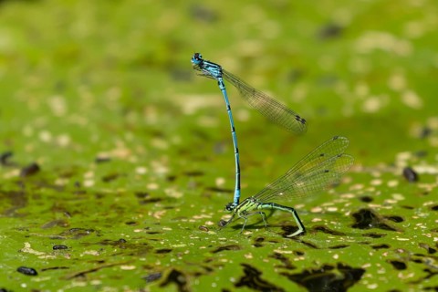 Common blue damselfly (Enallagma cyathigerum) adult male and female insects mating on a Water lily