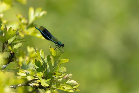 Banded demoiselle damselfly (Calopteryx splendens) adult male insect on a Hawthorn tree leaf in the