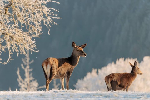 Two female red deer (Cervus elaphus) stand in the first light of day on a meadow covered in hoar