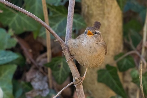 A wren (Troglodytes troglodytes) on a branch with open beak, surrounded by foliage, Hesse, Germany,