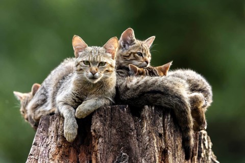 Attentive cat and three resting cats on a tree trunk in the forest, serenity, wildcat (Felis