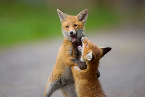 Red fox (Vulpes vulpes), two young foxes playing and practising fighting with each other, summer,