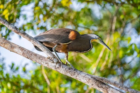 Bare-throated tiger heron (Tigrisoma mexicanum) in a tree, Tortuguero National Park, Costa Rica,