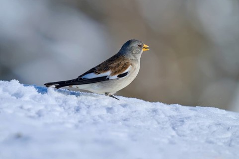 Snowfinch (Montifringilla nivalis), running through snow, the background is blurred, Gemmi Pass,