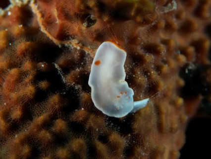 Delicate white nudibranch with orange dots, yellow nudibranch (Ardeadoris angustolutea), on a coral