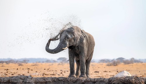 African elephant (Loxodonta africana), bathing at a waterhole, spraying water from its trunk, Nxai