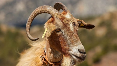 Portrait of a brown goat with horns against a mountainous background, goat (s), free-range, central