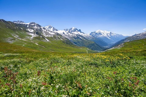 Flower meadow and mountain panorama with glaciated mountain peaks, view of Aiguille du Midi and