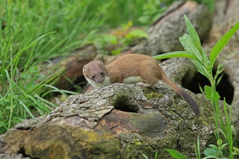 Ermine (Mustela erminea), large weasel