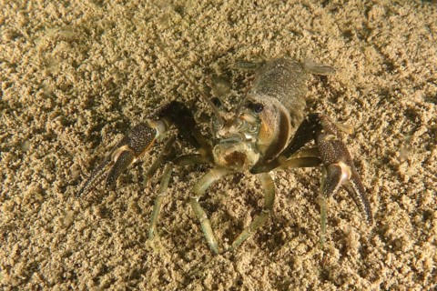 Crayfish (Astacus astacus), Terlinden dive site, Küsnacht, Lake Zurich, Canton Zurich, Switzerland,