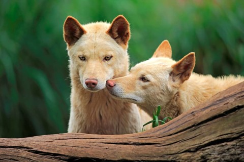 Dingo (Canis lupus dingo), pair, two animals, social behaviour, portrait, Australia, Oceania
