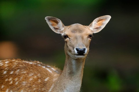 Close-up of a deer with an attentive gaze in the forest, fallow deer (Dama dama) Bavarian Forest