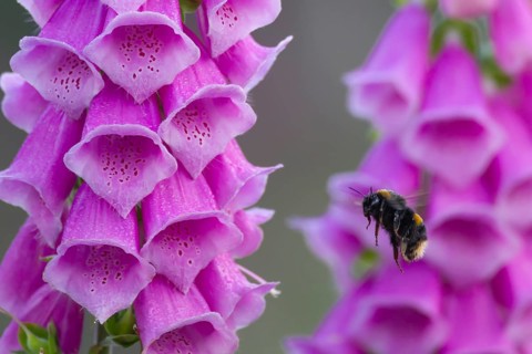 Buff tailed bumblebee (Bombus terrestris) adult bee flying towards a Foxglove (Digitalis purpurea)