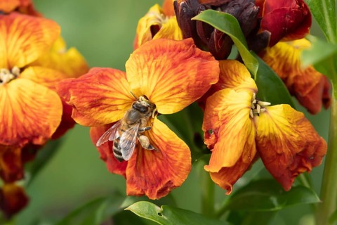 Honey bee (Apis mellifera) adult insect feeding on a Wallflower flower in an urban garden in