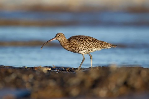Eurasian curlew (Numenius arquata) adult wading bird on a coast shoreline, England, United Kingdom,