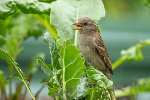 House sparrow (Passer domesticus) adult bird feeding on a garden Swiss chard vegetable plant,