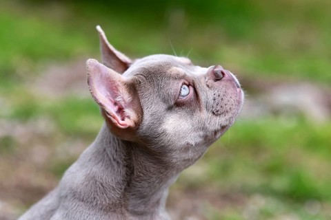 Side profile view of New Shade Isabella colored French Bulldog dog with very light blue eyes