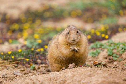 A black-tailed prairie dog (Cynomys ludovicianus) sits upright on sandy ground, observing the