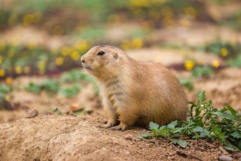 A black-tailed prairie dog (Cynomys ludovicianus) sits on sandy ground, observing the surrounding.