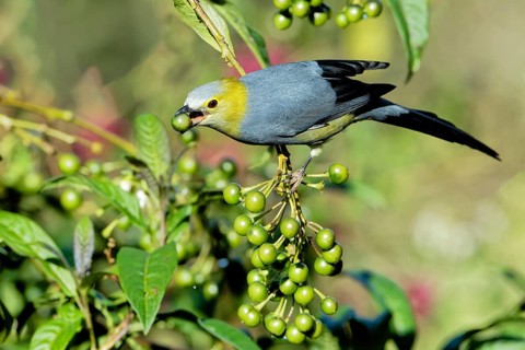 Long-tailed Silky-flycatcher, Ptiliogonys caudatus feeding on Twoleaf nightshade berries, Costa