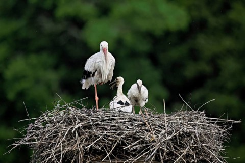 White stork (Ciconia ciconia), adult with two chicks standing on eyrie, Canton Aargau, Switzerland,