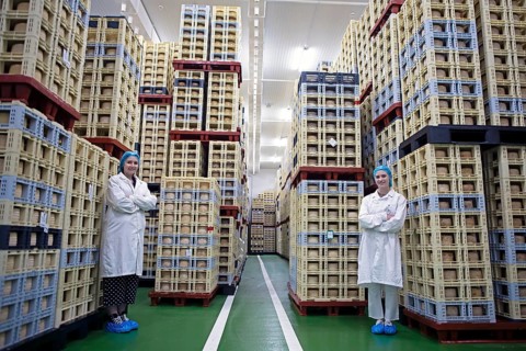 Castilian woman in the drying room of a cheese factory, cheese stacked in boxes in the back,