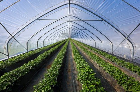 Wesel, North Rhine-Westphalia, Germany, Strawberries grow on raised beds in tunnel cultivation