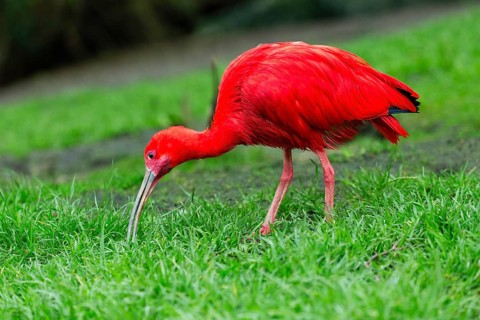 Scarlet Ibis (Eudocimus ruber), adult bird feeding on a grassy area, native to south America,