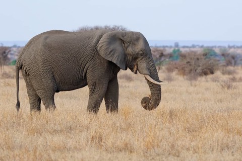 African bush elephant (Loxodonta africana), adult male feeding on dry grass, foraging, savanna,