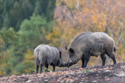 Two wild boar or wild pig (Sus scrofa), walking over an opening in early morning light, searching