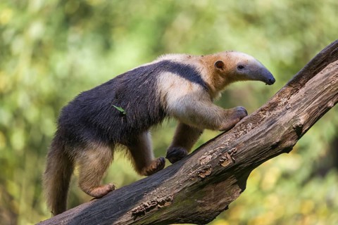 One southern tamandua (Tamandua tetradactyla), walking up a dead branch in a forest