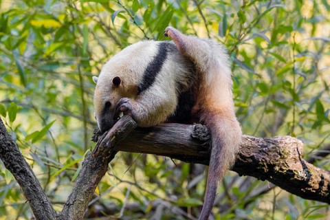 One southern tamandua (Tamandua tetradactyla), climbs up a tree in a forest