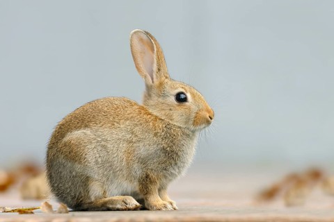 Wild rabbit (Oryctolagus cuniculus), adult, sitting on a terrace, wildlife, mammal, Baltic Sea