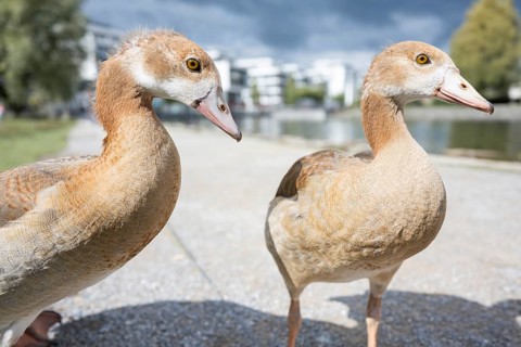 Two Nile geese (Alopochen aegyptiaca) in profile view, close-up, wide angle, looking to the right,