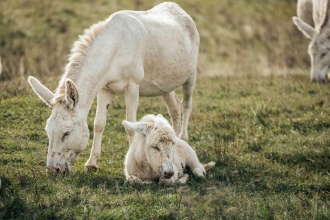 White donkeys, baroque donkeys, with foals together in a meadow, Lake Neusiedl National Park,