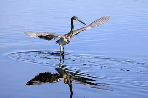 Tricoloured Heron (Egretta tricolor), adult, in the water, foraging, hunting, Merritt Island, Black