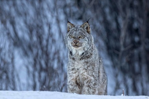 Canada lynx (Lynx canadensis), wild, winter, snow, sitting, head-on, Alaska Highway, Yukon, Canada,
