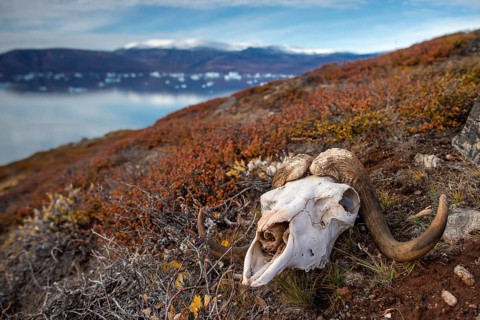 Bleached skull of a musk ox in autumnal arctic landscape, Kong Oscar Fjord, Northeast Greenland