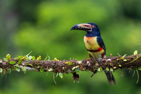 Collared Aracari (Pteroglossus torquatus), Toucans (Ramphastidae), Laguna del Lagarto Lodge,