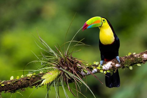 Fishing Toucan (Ramphastos sulfurantus), Toucans (Ramphastidae), Laguna del Lagarto Lodge,