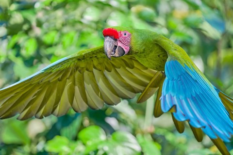 Great green macaw in flight (Ara ambiguus) Costa Rica