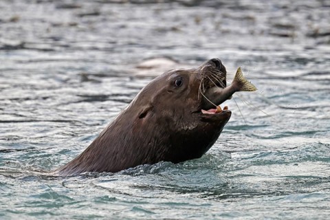 Steller sea lion (Eumetopias jubatus) swimming in the water and eating a humpback salmon, Prince