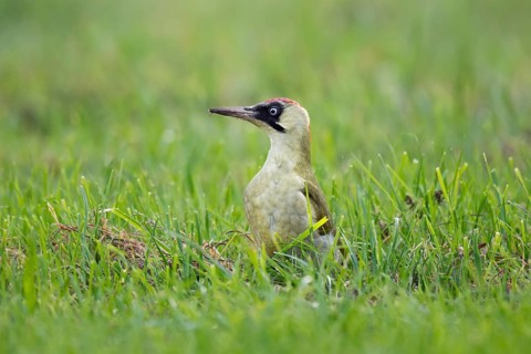 Green woodpecker (Picus viridis), young bird foraging in meadow, Rosensteinpark, Stuttgart,