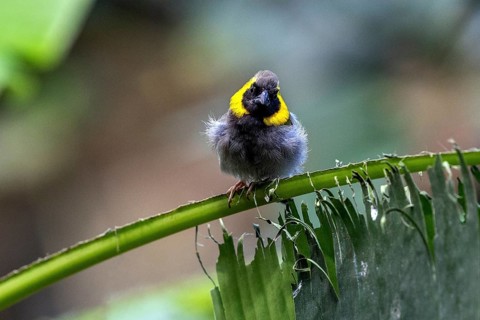 Cuban Finch (Tiaris canora) sitting on palm leaf, captive, Germany, Europe