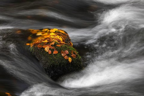 Flowing water with ferns and rocks in the Edmunds Gorge in autumn. River Kamnitz, Hrensko, Ustecky
